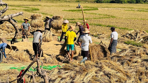 ရှေးအစဉ်အလာထိန်းသိမ်းထားတဲ့ ဓနုရိုးရာကောက်ရိတ်သိမ်းပွဲ ရှေးအစဉ်အလာထိန်းသိမ်းထားတဲ့ ဓနုရိုးရာကောက်ရိတ်သိမ်းပွဲ