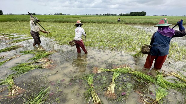 ဖောင်စီးရင်းရေငတ်နေတဲ့ ဒလမြို့နယ်က လယ်သမားများ ဖောင်စီးရင်းရေငတ်နေတဲ့ ဒလမြို့နယ်က လယ်သမားများ