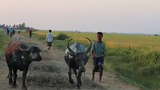 rakhine-farmers