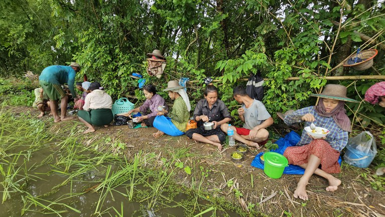 ပုသိမ်မြို့ ဘုရားကြီးကုန်းကျေးရွာမှာ ကောက်စိုက်ပျိုးနုတ်နေကြသည့် လယ်သမားများအား ၂၀၂၃ ခုနှစ် သြဂုတ်လ ၁၈ ရက်နေ့က တွေ့ရစဉ်။ (Photo: RFA)