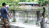 တရုတ်ဘက်ကပိတ်ထားလို့ လိုင်ဇာမြို့နားက ငါးမွေးမြူသူတွေ အခက်အခဲဖြစ်နေ