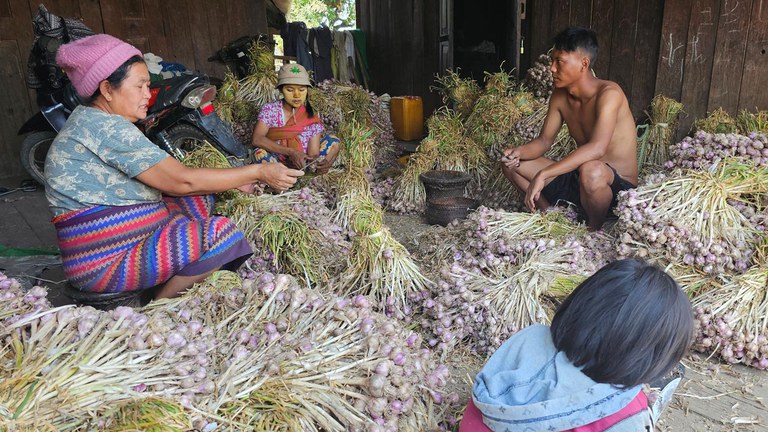 တီးတိန်မြို့နယ် ငင်နှုန်းကျေးရွာတွင် ကြက်သွန်ဖြူ စိုက်တောင်သူများအား ၂၀၂၄ ဧပြီလ ၃ ရက်နေ့က တွေ့ရစဥ်။ (Photo: RFA)