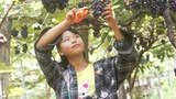 တီးတိန်မြို့နယ်က စပျစ်တောင်သူတွေ စျေးကောင်းမရလို့ အခက်တွေ့နေ
