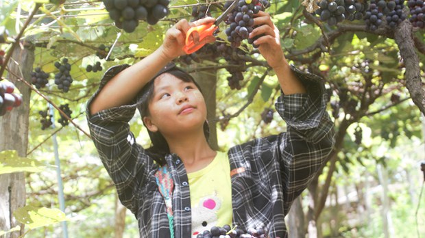 တီးတိန်မြို့နယ်က စပျစ်တောင်သူတွေ စျေးကောင်းမရလို့ အခက်တွေ့နေ တီးတိန်မြို့နယ်က စပျစ်တောင်သူတွေ စျေးကောင်းမရလို့ အခက်တွေ့နေ
