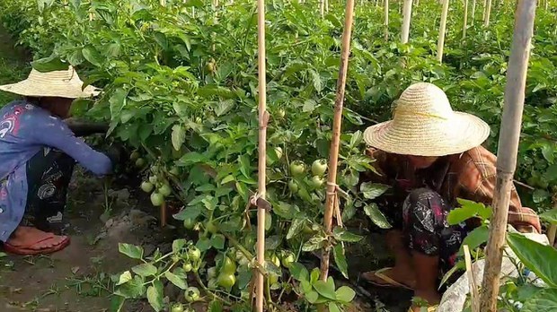ပြည်တွင်းစစ်ကြောင့် ကရင်နီ မိန်းကလေးငယ်တွေ ကလေးအလုပ်သမားဖြစ်နေ ပြည်တွင်းစစ်ကြောင့် ကရင်နီ မိန်းကလေးငယ်တွေ ကလေးအလုပ်သမားဖြစ်နေ