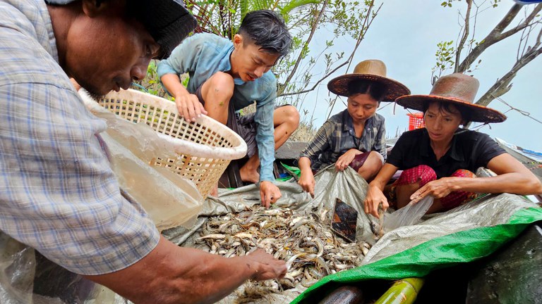 ပိုက်ဘဝင်းမှ ဖမ်းမိလာသည့် ငါး၊ ပုစွန်များ အမျိုးအစားခွဲပြီး ဝယ်နေသည်ကို  ၂၀၂၃ ခုနှစ် စက်တင်ဘာလ ၃၀ ရက်နေ့က တွေ့ရစဉ်။ (Photo: RFA)