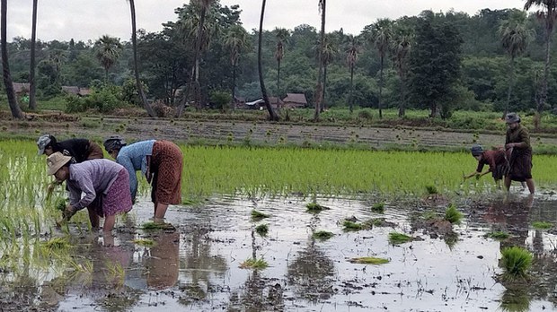 လုံခြုံရေးအခြေအနေကြောင့် မကွေးတိုင်းက လယ်သမားတွေ အခက်အခဲဖြစ်နေ လုံခြုံရေးအခြေအနေကြောင့် မကွေးတိုင်းက လယ်သမားတွေ အခက်အခဲဖြစ်နေ