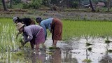 လုံခြုံရေးအခြေအနေကြောင့် မကွေးတိုင်းက လယ်သမားတွေ အခက်အခဲဖြစ်နေ