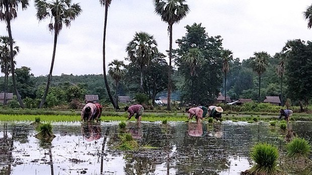magway-farmers magway-farmers