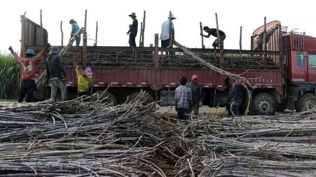 တရုတ်နယ်စပ်ပိတ်မှုကြောင့် မိုင်ဂျာယန်ဒေသ ကြံစိုက်တောင်သူတွေ အရှုံးပေါ် တရုတ်နယ်စပ်ပိတ်မှုကြောင့် မိုင်ဂျာယန်ဒေသ ကြံစိုက်တောင်သူတွေ အရှုံးပေါ်