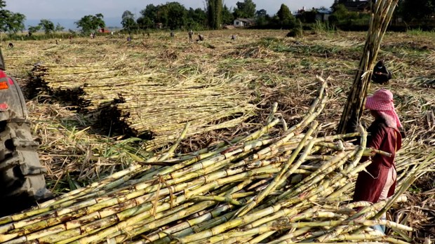 sugarcane farm sugarcane farm