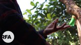 တပ်မတော်နဲ့ ဦးဂါရွာသူ အမှု