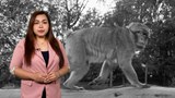 WHO က အရေးပေါ်အခြေအနေကြေညာလိုက်တဲ့ မျောက်ကျောက်ရောဂါ