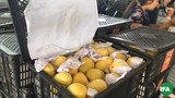 mango-622.jpg