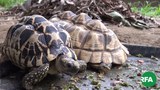 tortoise-622.JPG
