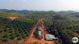 oil-palm-tanintharyi-622.jpg