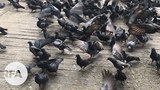 Pigeon-622.jpg