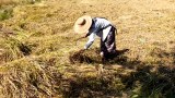 စစ်အာဏာရှင်ဆန့်ကျင်တဲ့ လယ်ကူလီမိခင်တစ်ယောက်ရဲ့ ခံယူချက်