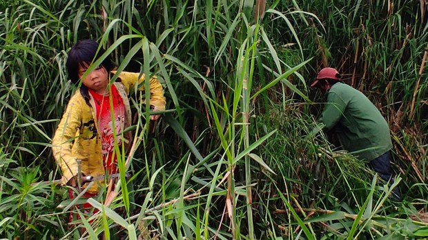 ကျောင်းတက်ရင်း ကျူဖျာကူရက်တဲ့ အင်းလေးသူ မပုန်းညက်ဖြူ ကျောင်းတက်ရင်း ကျူဖျာကူရက်တဲ့ အင်းလေးသူ မပုန်းညက်ဖြူ