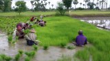 ဆန်ကောင်းရောင်းပြီး ဆန်ကွဲစားနေရတဲ့ စစ်ကိုင်းက လယ်သမားများ