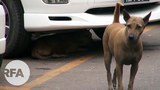 dog_622