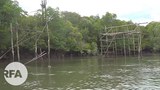 rainforest-622
