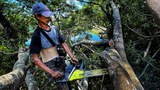 တောင်ငူမြို့က ပရဟိတ သစ်ခုတ်သမား