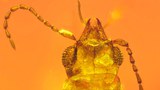 amber-622.jpg