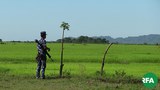 border-guard-police-rathedaung-622