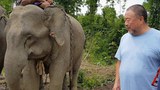 aiwaiwai-myanmar-elephant-622.jpg
