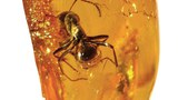 amber-stone-620.jpg