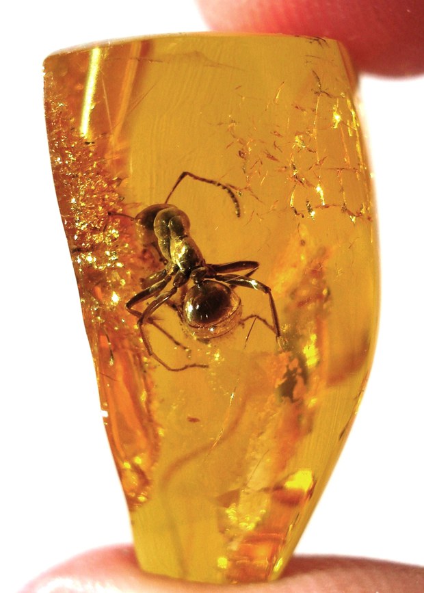 amber-stone-620.jpg amber-stone-620.jpg