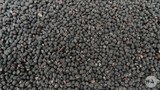 bean-622.JPG