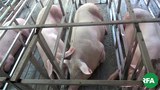 pig-farming-622.jpg