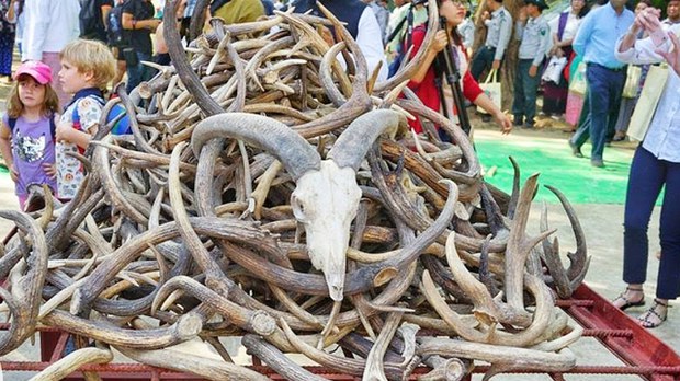 တောရိုင်းတိရစ္ဆာန် တရားမဝင် ရောင်းချမှု မြင့်တက်လာတယ်လို့ WWF ထုတ်ပြန် တောရိုင်းတိရစ္ဆာန် တရားမဝင် ရောင်းချမှု မြင့်တက်လာတယ်လို့ WWF ထုတ်ပြန်