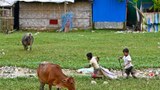ရိုဟင်ဂျာတွေကို နေရပ်ပြန်ပို့မယ့်အစီအစဉ် ဆိုင်းငံ့ဖို့ HRW တိုက်တွန်း
