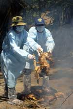VIETNAM_CULL_CHICKEN_150.jpg VIETNAM_CULL_CHICKEN_150.jpg