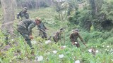 တီးတိန်က ဘိန်းစိုက်ခင်းတွေကို ဒေသကာကွယ်ရေးတပ်တွေ ဖျက်ဆီး
