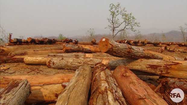 logging-622.jpg