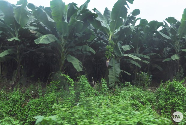 tissue-banana-620.jpg tissue-banana-620.jpg