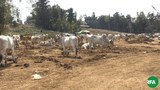 cows-622.JPG