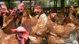 dawei-h5n1-622.jpg