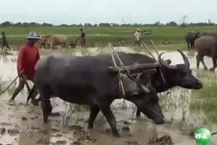 farmer-305.jpg farmer-305.jpg