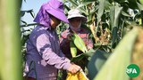 corn-farmers-622