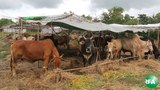 cows-620.jpg