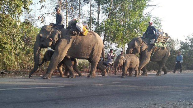 တိုက်ပွဲကြောင့် သာပေါင်းမြို့နယ်က ရာနဲ့ချီတဲ့ ဆင်တွေနဲ့ ဝန်ထမ်းတွေကို အရေးပေါ်ပြောင်းရွှေ့ တိုက်ပွဲကြောင့် သာပေါင်းမြို့နယ်က ရာနဲ့ချီတဲ့ ဆင်တွေနဲ့ ဝန်ထမ်းတွေကို အရေးပေါ်ပြောင်းရွှေ့