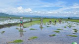 farmers-620.jpg