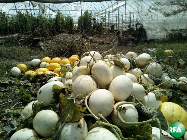 flooding-agricultural-lands-620.jpg flooding-agricultural-lands-620.jpg