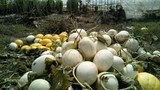 flooding-agricultural-lands-620.jpg