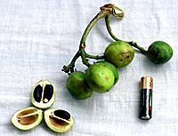 physic_nut_200px.jpg physic_nut_200px.jpg